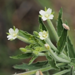 Epilobium hirtigerum (Hairy Willowherb) at Cotter River, ACT - 5 Jan 2017 by KenT