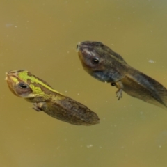 Litoria verreauxii verreauxii at Mount Clear, ACT - 7 Jan 2017