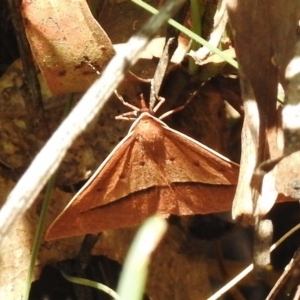 Epidesmia chilonaria at Tennent, ACT - 10 Jan 2017 10:07 AM