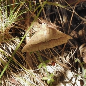 Epidesmia hypenaria at Tennent, ACT - 10 Jan 2017 10:19 AM