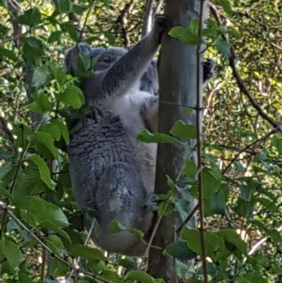 Phascolarctos cinereus (Koala) at  - 15 Dec 2016 by Murph