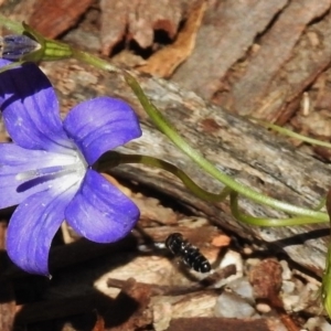 Wahlenbergia gloriosa at Tennent, ACT - 10 Jan 2017