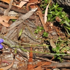 Wahlenbergia gloriosa at Tennent, ACT - 10 Jan 2017