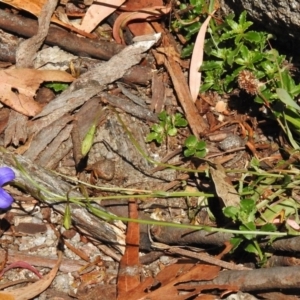 Wahlenbergia gloriosa at Tennent, ACT - 10 Jan 2017 10:30 AM