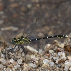 Hemigomphus gouldii (Southern Vicetail) at Tennent, ACT - 19 Dec 2015 by HarveyPerkins