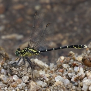 Hemigomphus gouldii at Tennent, ACT - 19 Dec 2015 02:39 PM