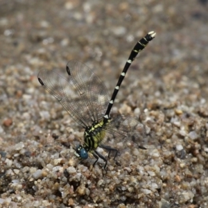 Hemigomphus heteroclytus at Tennent, ACT - 19 Dec 2015