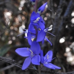 Veronica perfoliata (Digger's Speedwell) at Tennent, ACT - 10 Jan 2017 by JohnBundock