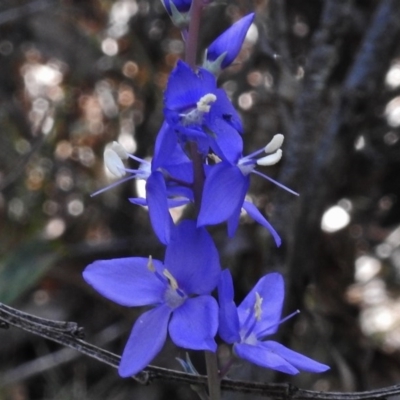 Veronica perfoliata (Digger's Speedwell) at Tennent, ACT - 10 Jan 2017 by JohnBundock