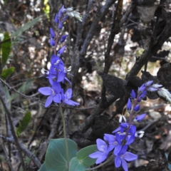 Veronica perfoliata at Tennent, ACT - 10 Jan 2017