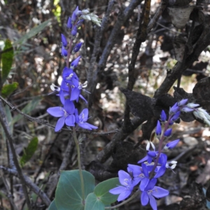 Veronica perfoliata at Tennent, ACT - 10 Jan 2017