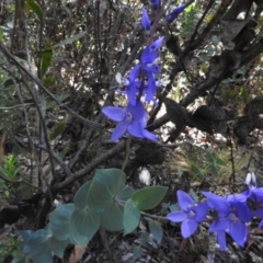 Veronica perfoliata at Tennent, ACT - 10 Jan 2017