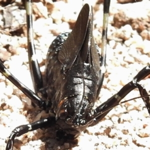 Acripeza reticulata at Tennent, ACT - 10 Jan 2017