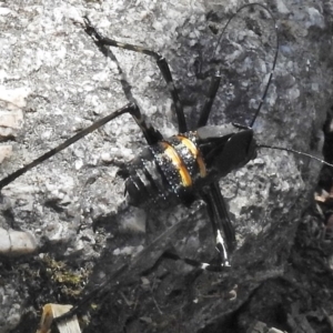 Acripeza reticulata at Tennent, ACT - 10 Jan 2017