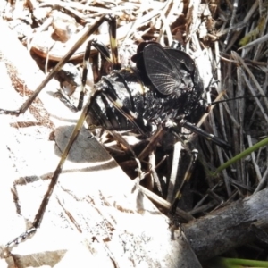 Acripeza reticulata at Tennent, ACT - 10 Jan 2017