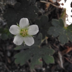 Geranium (genus) (Geranium) at Tennent, ACT - 10 Jan 2017 by JohnBundock