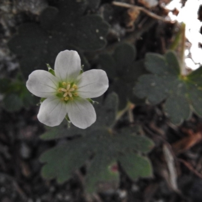 Geranium sp. (Geranium) at Namadgi National Park - 10 Jan 2017 by JohnBundock