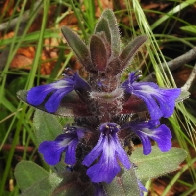 Ajuga australis (Austral Bugle) at Tennent, ACT - 10 Jan 2017 by JohnBundock