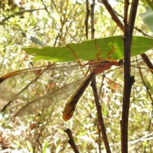 Nymphes myrmeleonoides at Tennent, ACT - 10 Jan 2017 10:15 AM