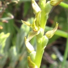 Paraprasophyllum sphacelatum (Large Alpine Leek-orchid) at Cotter River, ACT - 26 Dec 2016 by PeterR