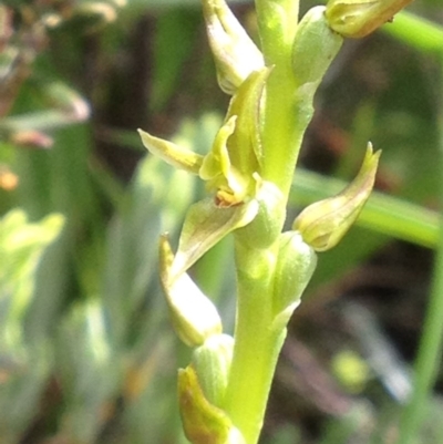Paraprasophyllum sphacelatum (Large Alpine Leek-orchid) at Cotter River, ACT - 26 Dec 2016 by PeterR