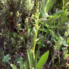 Paraprasophyllum sphacelatum at Cotter River, ACT - suppressed