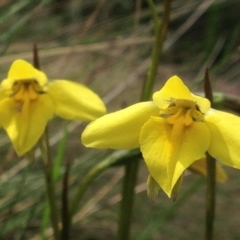 Diuris subalpina (Small Snake Orchid) at Cotter River, ACT - 26 Dec 2016 by PeterR