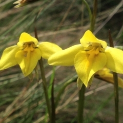 Diuris subalpina at Cotter River, ACT - 26 Dec 2016