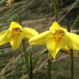 Diuris subalpina at Cotter River, ACT - suppressed