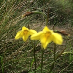 Diuris subalpina at Cotter River, ACT - suppressed