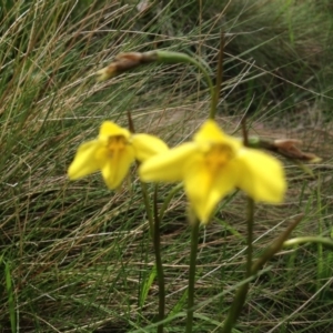 Diuris subalpina at Cotter River, ACT - 26 Dec 2016