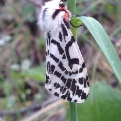 Ardices glatignyi (Black and White Tiger Moth (formerly Spilosoma)) at Namadgi National Park - 26 Dec 2016 by PeterR