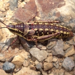 Monistria concinna at Cotter River, ACT - 26 Dec 2016