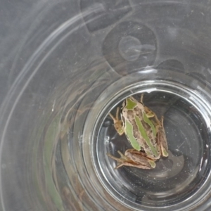 Litoria verreauxii verreauxii at Forde, ACT - 31 Dec 2016