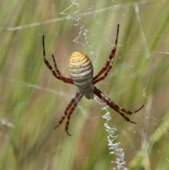 Argiope trifasciata (Banded orb weaver) at Dunlop, ACT - 11 Jan 2017 by HarveyPerkins