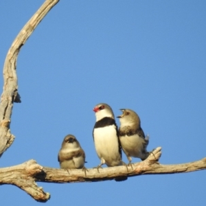 Stagonopleura guttata at Stromlo, ACT - 11 Jan 2017