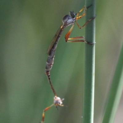 Leptogaster sp. (genus) (Robber fly) at The Pinnacle - 11 Jan 2017 by HarveyPerkins