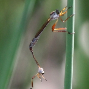 Leptogaster sp. (genus) at Dunlop, ACT - 11 Jan 2017 04:38 PM