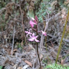 Dipodium roseum (Rosy Hyacinth Orchid) at Paddys River, ACT - 8 Jan 2017 by HelenCross