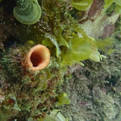 Herdmania momus (Ascidian) at Four Winds Bioblitz Reference Sites - 10 Jan 2017 by narelle