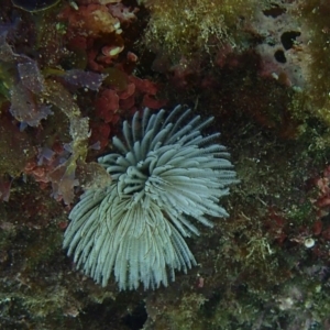 Sabellastarte australiensis at Barragga Bay, NSW - 10 Jan 2017