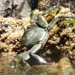 Leptograpsus variegatus (Purple Rock Crab) at Barragga Bay, NSW - 10 Jan 2017 by narelle