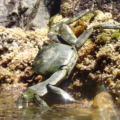 Leptograpsus variegatus (Purple Rock Crab) at Four Winds Bioblitz Reference Sites - 10 Jan 2017 by narelle