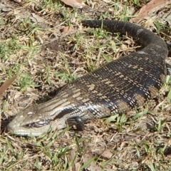 Tiliqua scincoides scincoides (Eastern Blue-tongue) at Four Winds Bioblitz Reference Sites - 9 Jan 2017 by narelle