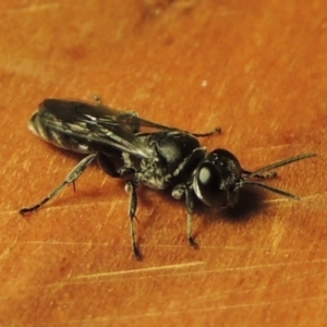 Pison sp. (genus) at Conder, ACT - 4 Dec 2016 11:15 PM