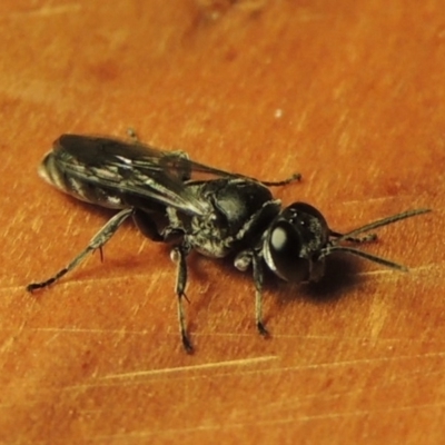 Pison sp. (genus) (Black mud-dauber wasp) at Pollinator-friendly garden Conder - 4 Dec 2016 by michaelb