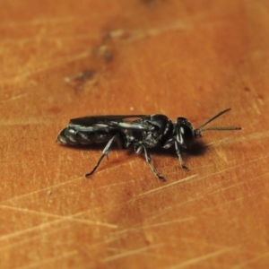 Pison sp. (genus) at Conder, ACT - 4 Dec 2016