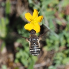 Villa sp. (genus) (Unidentified Villa bee fly) at Namadgi National Park - 6 Jan 2017 by KenT