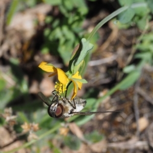 Villa sp. (genus) at Mount Clear, ACT - 7 Jan 2017 10:46 AM