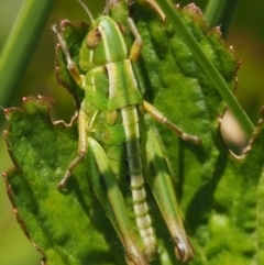 Kosciuscola cognatus (A grasshopper) at Mount Clear, ACT - 6 Jan 2017 by KenT